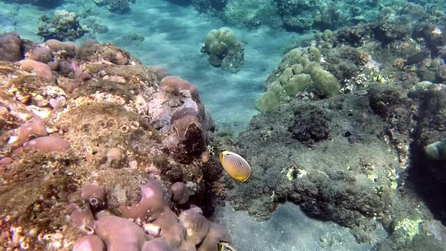 Pair of Melon butterflyfish gliding over coral reef while snorkelling in the crystal clear sea waters of Pulau Menjangan island, Bali, Indonesia.