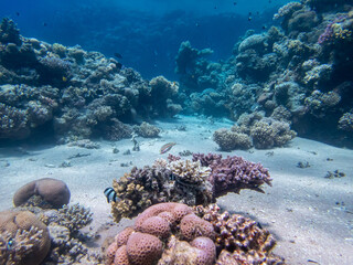 Fototapeta na wymiar Colorful inhabitants in the coral reef of the Red Sea