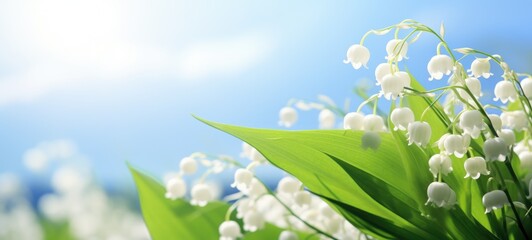 Convallaria majalis, lily of the valley flowers, ai