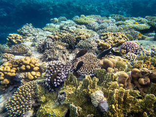 Colorful inhabitants in the coral reef of the Red Sea