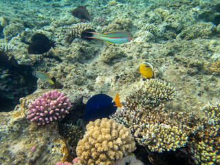 Obraz na płótnie Canvas Colorful inhabitants in the coral reef of the Red Sea