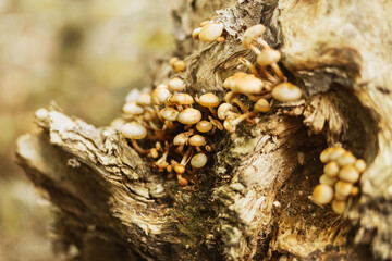 Group of Honey fungus growing on stump with green moss. Close up. Blurry background.