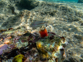 Fototapeta na wymiar Colorful inhabitants in the coral reef of the Red Sea