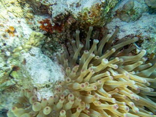 Colorful inhabitants in the coral reef of the Red Sea