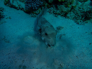 Colorful inhabitants in the coral reef of the Red Sea