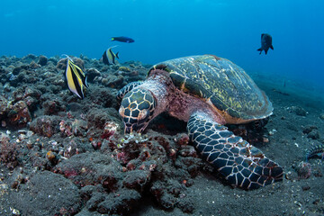 Hawksbill Turtle - Eretmochelys imbricata. Diving and wide angle underwater photography. Tulamben, Bali, Indonesia.	