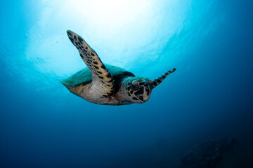 Hawksbill Turtle - Eretmochelys imbricata. Diving and wide angle underwater photography. Tulamben, Bali, Indonesia.	