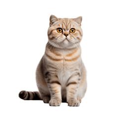 Obraz premium scottish fold cat isolated