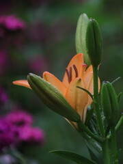 Salmon lily on the background of large green leaves and small purple flowers