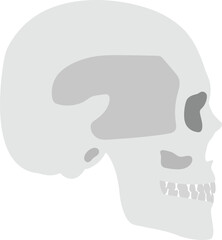 human skull illustration vector image