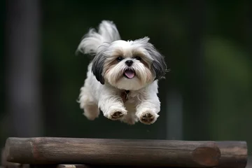 Fototapeten Funny shih tzu dog jumping at nature © Neira