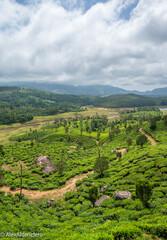Fototapeta na wymiar Munnar, Kerala, India.