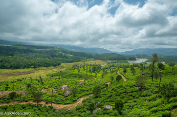 Fototapeta na wymiar tea plantation, munnar, kerala, india.