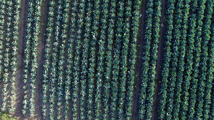 Aerial Of Cabbage Fields Overhead Shot