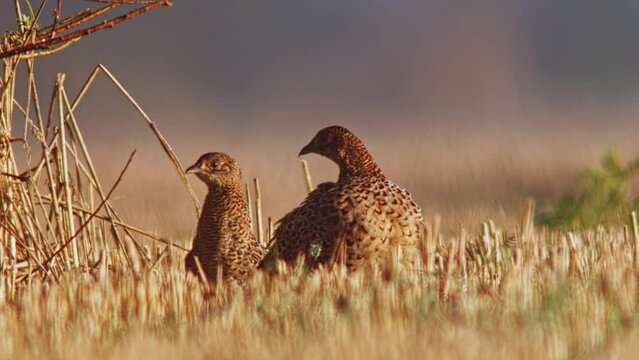 many Young pheasants (Phasianus colchicus) sunbathe and groom their feathers in a harvested stubble field