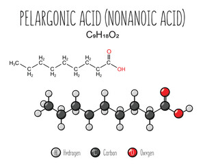 Pelargonic acid skeletal structure and flat model representation, isolated on a blank background. Vector editable