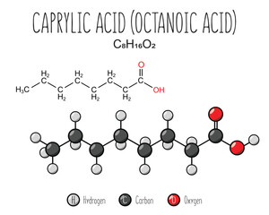 Caprylic acid skeletal structure and flat model representation, isolated on a blank background. Vector editable
