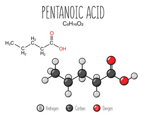 Pentanoic acid skeletal structure and flat model representation, isolated on a blank background. Vector editable