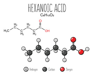 Hexanoic acid skeletal structure and flat model representation, isolated on a blank background. Vector editable
