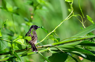 Red Vented Bulbul on branch of the tree
