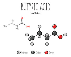 Butyric acid skeletal structure and flat model representation, isolated on a blank background. Vector editable