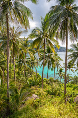Fototapeta na wymiar Scenic tropical vertical landscape with palm trees grove and view on turquoise sea water from the landscaped place in jungle of Koh Tao island in Thailand. John-Suwan