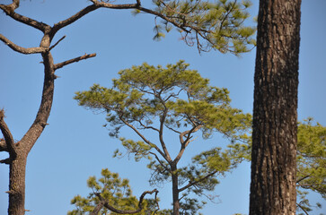 Evergreen Elegance: Pine Trees Against an Azure Sky
