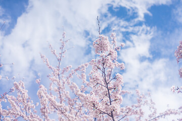 ソメイヨシノと空