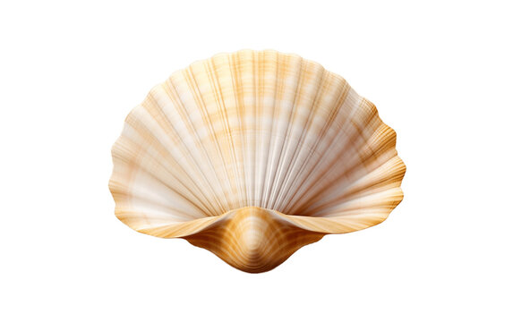 Sea Shell on White Transparent Background