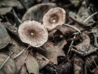 mushrooms in the woods