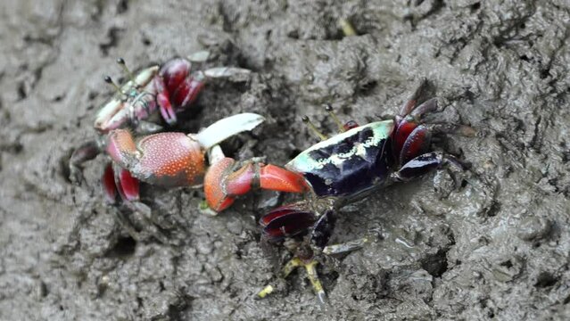 Fighting Uca borealis , commonly known as the "Northern Fiddler Crab" or "Atlantic Sand Fiddler," is a species of fiddler crab found along the eastern coast of North America