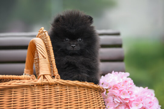 black pomeranian spitz puppy portrait in a basket outdoors