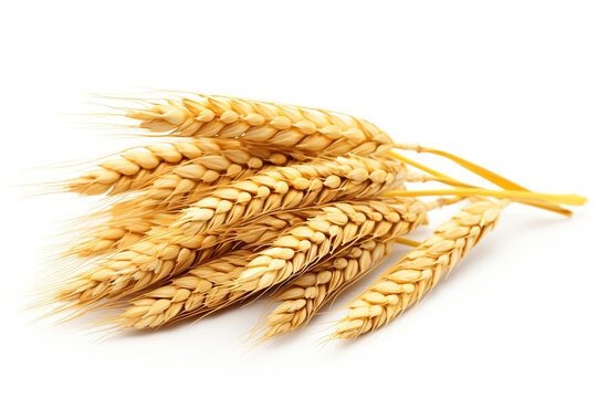 Illustration of wheat ears