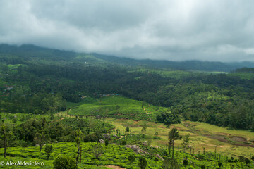 Munnar, Kerala, India.