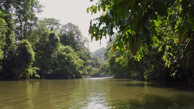 Amazing view of a river in the middle of the rainforest. 