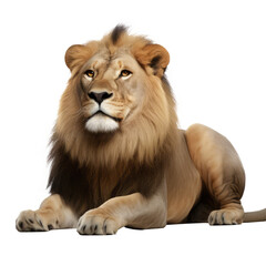 lion looking isolated on white