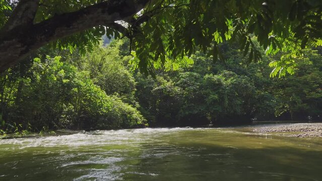 Amazing view of a river in the middle of the rainforest. 