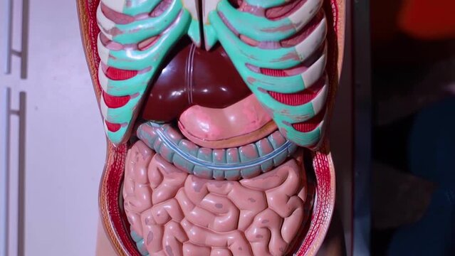 Medical mannequin. Close-up of abdominal organs created from plastic and simulating the human body. The concept of training medical personnel, doctors and students.