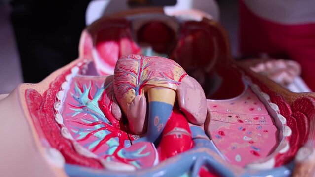 Medical mannequin. Sectional view of the respiratory system, simulated from plastic. Lungs, ribs, heart. Location of internal organs behind the sternum. Arteries, veins, alveoli.