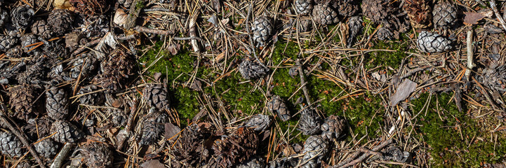 Ground texture with fallen pine cones, needles and green moss. Beautiful natural background. Coniferous forest.