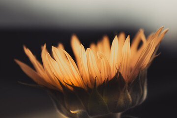 flower, sunlit field sunflower on a dark background