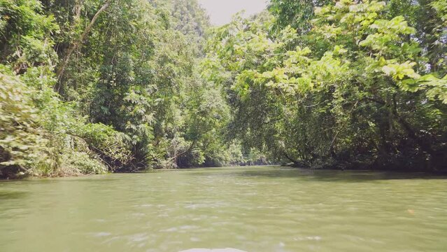 Amazing view of a river in the middle of the rainforest. 