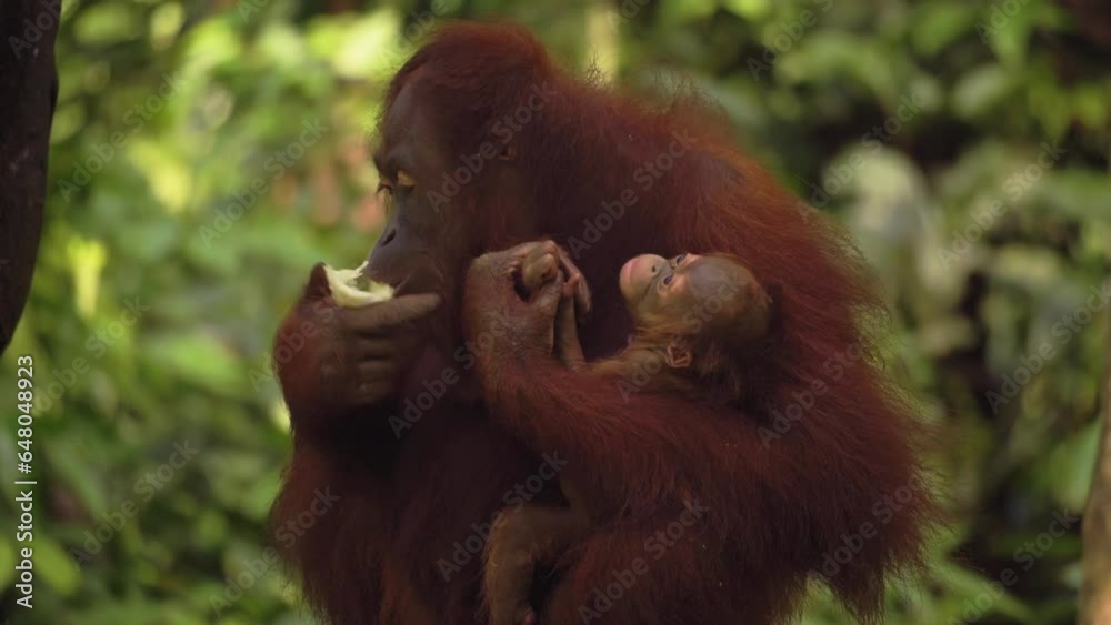 Wall mural Amazing closeup of orang utan mother with the cub