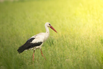 Bird White Stork Ciconia ciconia hunting time early spring in Poland Europe - obrazy, fototapety, plakaty