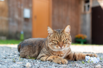 The village cat is lying on the ground. Bobtail breed