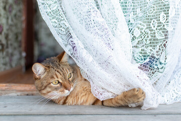 A rustic striped cat lies on the threshold of the house behind a curtain. Bobtail breed