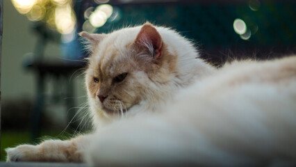 Portrait de Guizmo, le chat persan, avec un beau bokeh