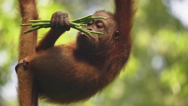 Amazing closeup of orang utan cub eating fruits