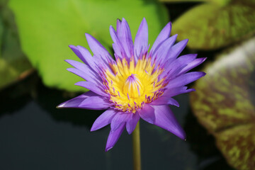 Closeup of Stunning Purple Blue Water Lily Blooming in the Sunlight