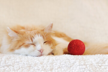 Domestic cat sleeps with a Christmas red ball on a light background. Beautiful ginger cat on Christmas Eve. Holiday